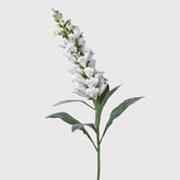White Wild foxglove
